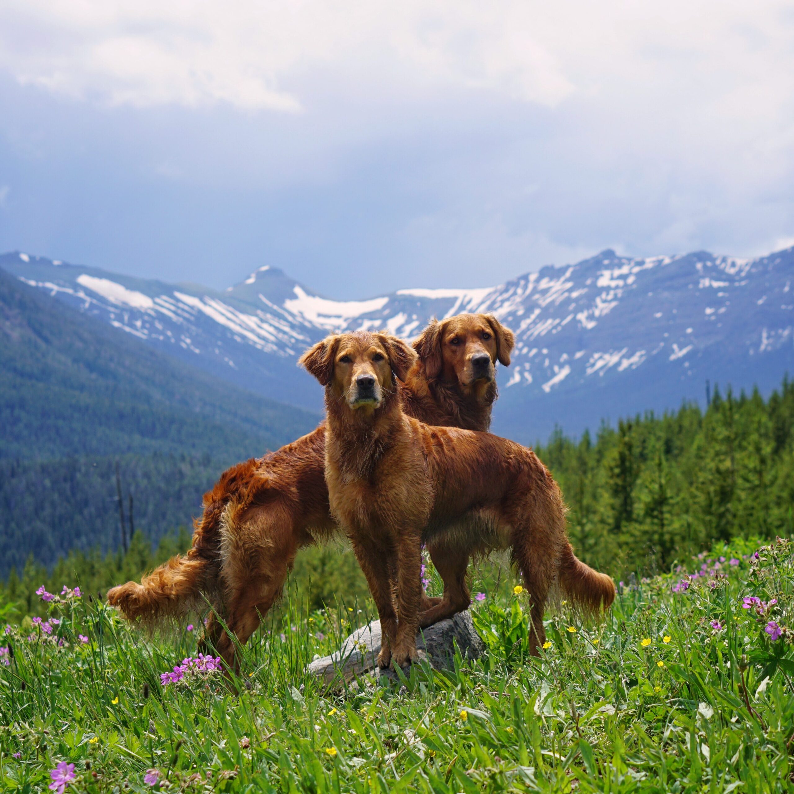 Golden retrievers