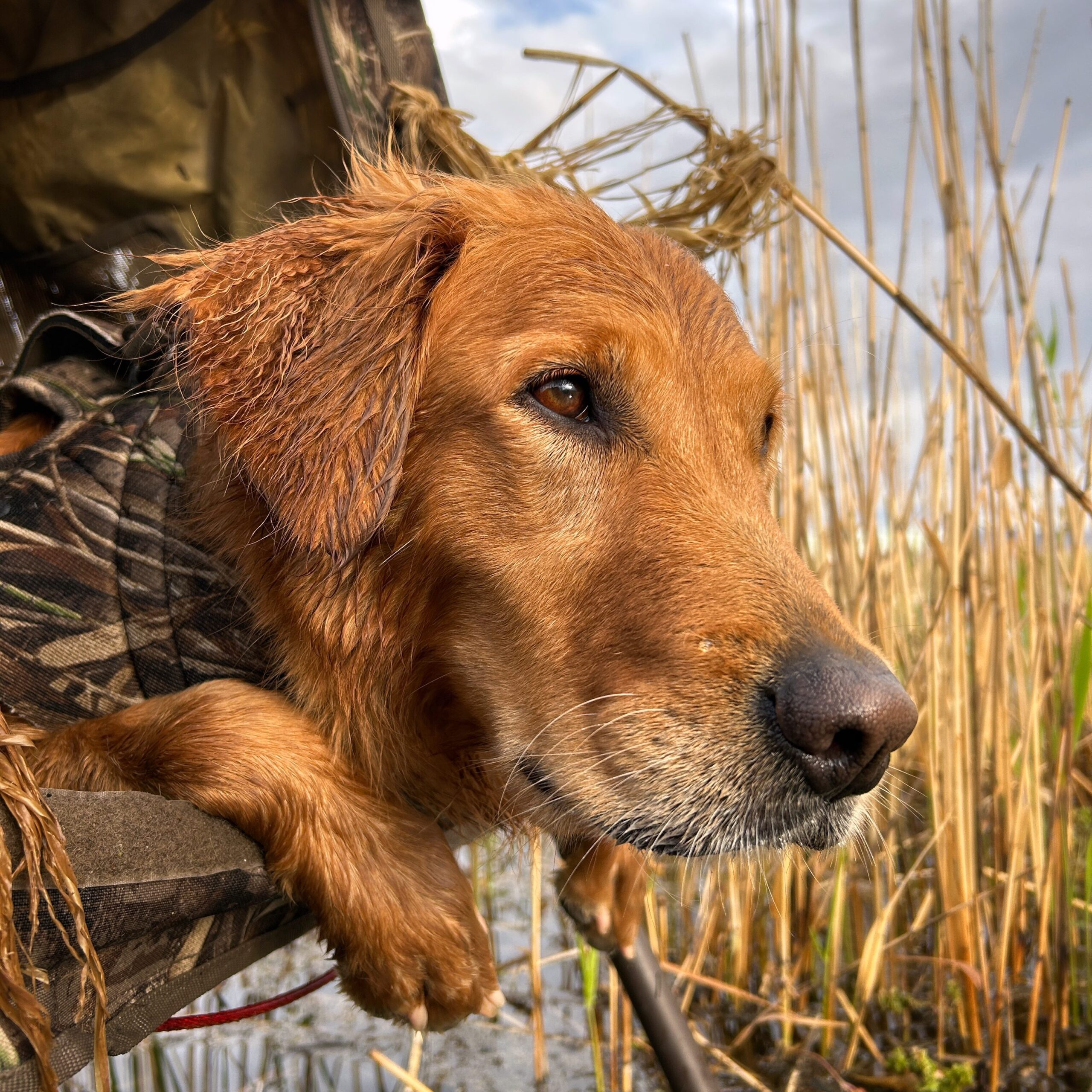 Golden retriever