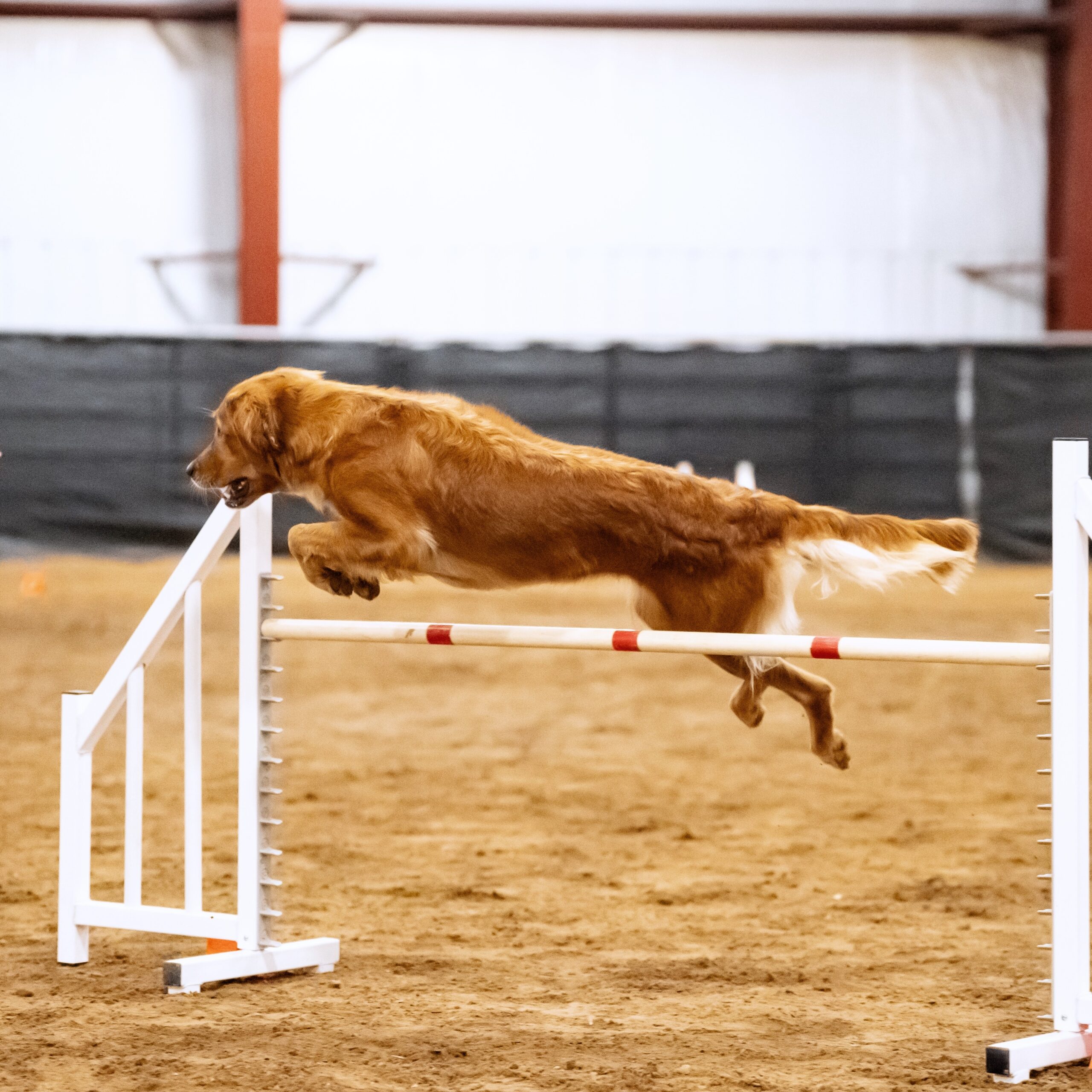 Golden retriever