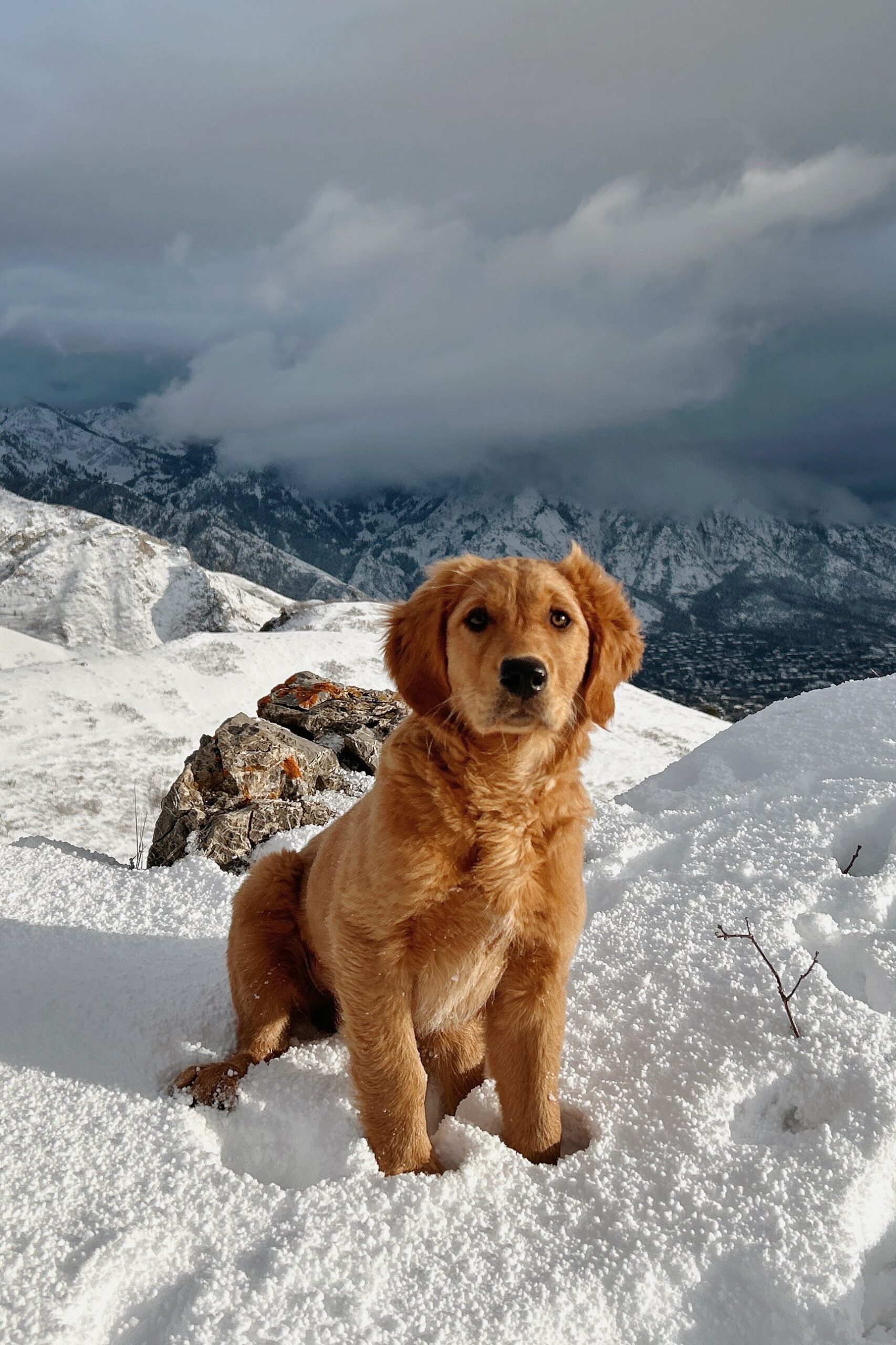 Golden retriever
